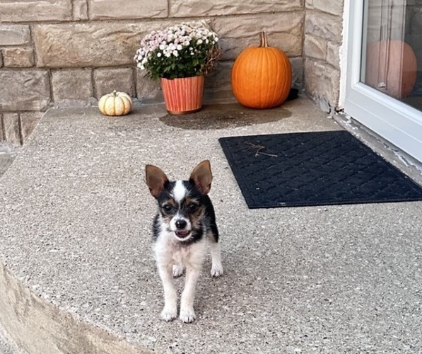 Medium Photo #3 Chorkie Puppy For Sale in SOUTH BEND, IN, USA