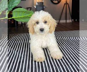 Goldendoodle (Miniature) Dog for Adoption in FRANKLIN, Indiana USA