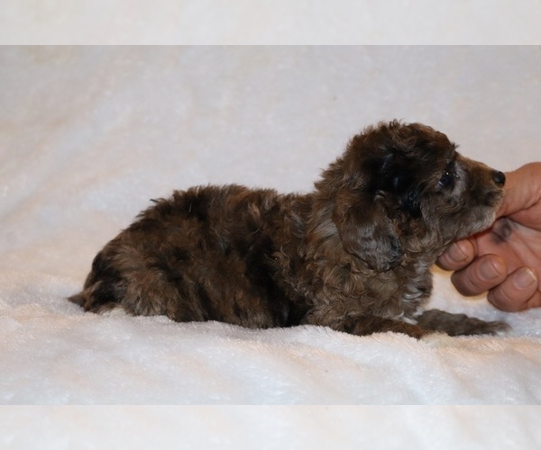 Medium Photo #6 Poodle (Toy) Puppy For Sale in DYERSBURG, TN, USA