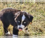 Small Photo #15 Miniature Australian Shepherd Puppy For Sale in PRAIRIE GROVE, AR, USA