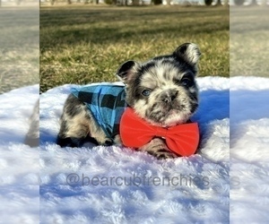 French Bulldog Puppy for sale in FRANKLIN, IN, USA