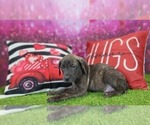 Small #12 Catahoula Leopard Dog