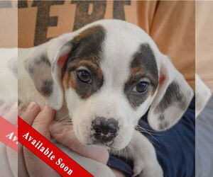 Jack-A-Bee Dogs for adoption in Huntley, IL, USA