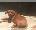 Small Photo #14 America Bandogge Mastiff-Mastiff Mix Puppy For Sale in FORT GARLAND, CO, USA