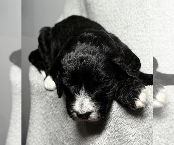 Medium Photo #4 Goldendoodle Puppy For Sale in HOWARD CITY, MI, USA