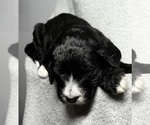 Small #3 Goldendoodle