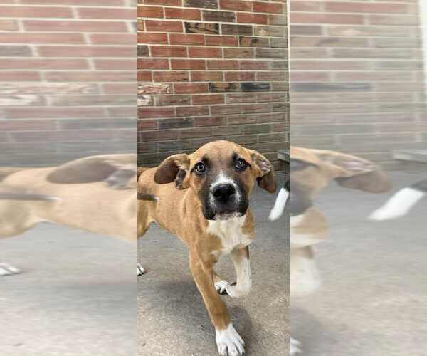 Medium Photo #1 Boxer-Unknown Mix Puppy For Sale in Aurora, IN, USA