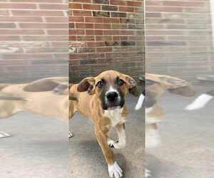 Boxer-Unknown Mix Dogs for adoption in Aurora, IN, USA
