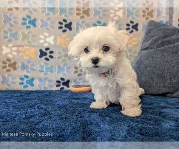 Medium Photo #17 Maltese Puppy For Sale in OCALA, FL, USA