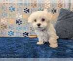 Small Photo #17 Maltese Puppy For Sale in OCALA, FL, USA