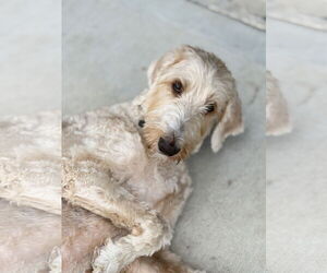 Labradoodle Dogs for adoption in The Woodlands, TX, USA