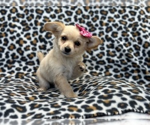 Chihuahua Puppy for sale in LAKELAND, FL, USA