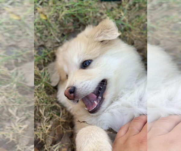 Medium Photo #2 Aussiedor Puppy For Sale in Euless, TX, USA