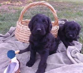 Labradoodle Puppy for sale in HOLLY, MI, USA