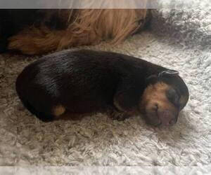 Australian Terrier Puppy for Sale in BELVIDERE, South Dakota USA