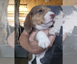 Beagle Puppy for sale in APPOMATTOX, VA, USA