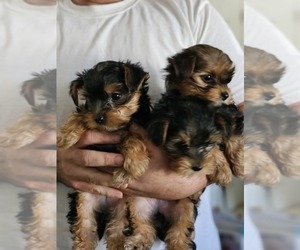 Yorkshire Terrier Puppy for sale in SALEM, OR, USA
