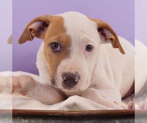 American Bulldog-Unknown Mix Dogs for adoption in Sheridan, CO, USA