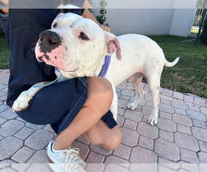 COURTESY POST: Sofia's foster - Male American Bulldog-Unknown Mix Dog for Adoption - Photo #2