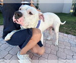Small Photo #2 American Bulldog-Unknown Mix Puppy For Sale in Miami, FL, USA