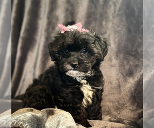 Morkie-Shih Tzu Mix Puppy for sale in CONWAY, SC, USA