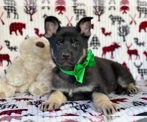 German Shepherd Dog Puppy for sale in LANCASTER, PA, USA