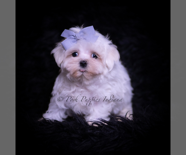 Medium Photo #4 Maltese Puppy For Sale in WARSAW, IN, USA