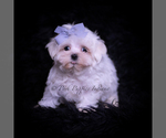 Small #3 Maltese