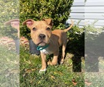 Small #1 Mutt
