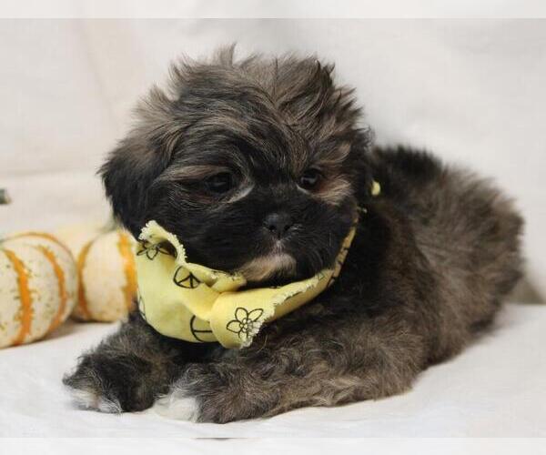 Medium Photo #1 Lhasa Apso Puppy For Sale in ORO VALLEY, AZ, USA
