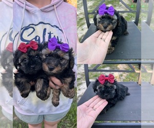 YorkiePoo Puppy for sale in BELDING, MI, USA