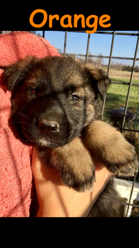 Medium Photo #49 German Shepherd Dog Puppy For Sale in BROOKEVILLE, MD, USA