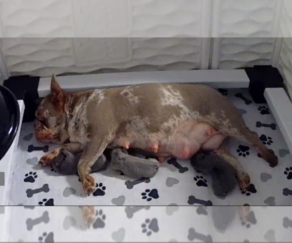 Medium Photo #1 French Bulldog Puppy For Sale in LAKEWOOD RANCH, FL, USA