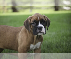 Boxer Puppy for sale in SHIPSHEWANA, IN, USA