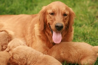 Mother of the Golden Retriever puppies born on 08/05/2017