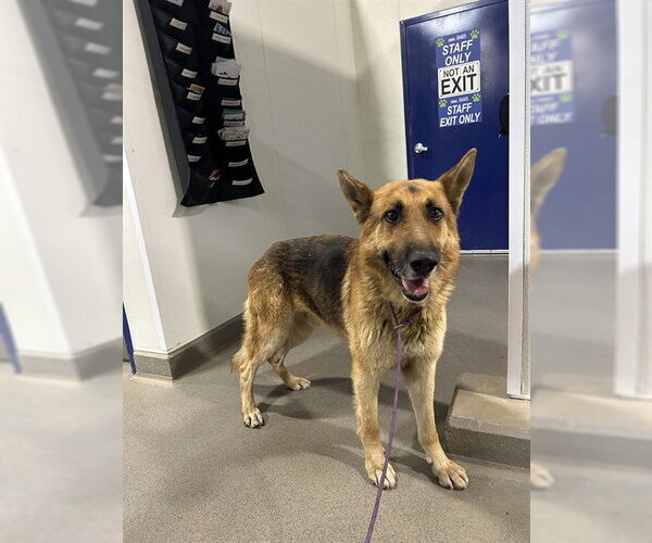 Medium Photo #1 German Shepherd Dog Puppy For Sale in Bakersfield, CA, USA