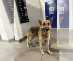 Small German Shepherd Dog