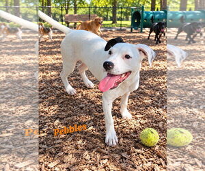 Pebbles - Female American Pit Bull Terrier-American Staffordshire Terrier Mix Dog for Adoption - Photo #2