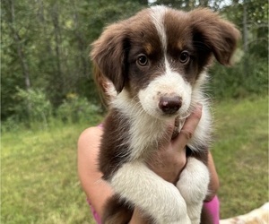 Australian Shepherd Puppy for sale in HYDEN, KY, USA