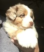 Small Photo #1 Australian Shepherd Puppy For Sale in ELKINS, AR, USA