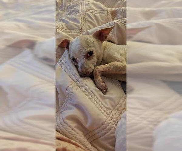 Medium Photo #1 Chihuahua Puppy For Sale in Oakley, CA, USA