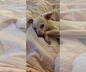 Chihuahua Dogs for adoption in Oakley, CA, USA