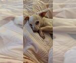 Small Chihuahua