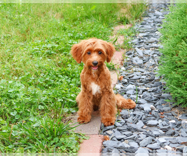 Medium Photo #4 Cavapoo (Miniature) Puppy For Sale in SYRACUSE, IN, USA