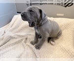 Small Photo #3 Great Dane Puppy For Sale in OLATHE, CO, USA