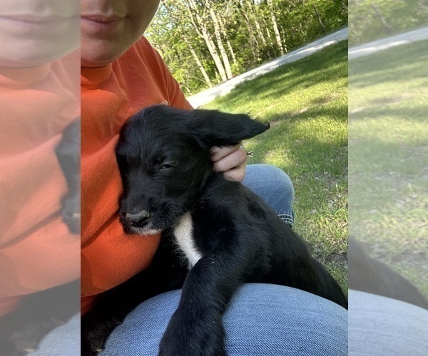 Medium Photo #12 Labradoodle Puppy For Sale in KIRKSVILLE, MO, USA