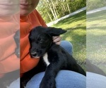 Small #11 Labradoodle