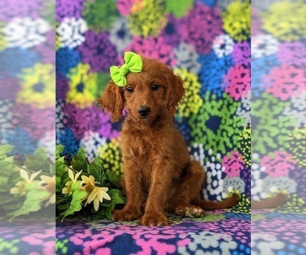 Medium Photo #6 Goldendoodle (Miniature) Puppy For Sale in GLEN ROCK, PA, USA