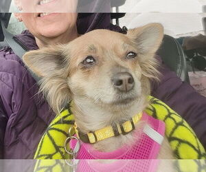 Chihuahua Dogs for adoption in Allentown,, PA, USA