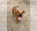 Small #5 Chinese Shar-Pei Mix